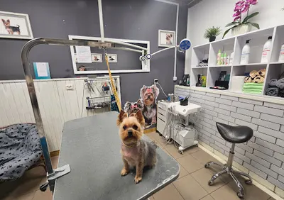 WYCZESANE Dog&cat grooming